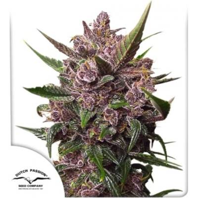 Dutch Passion CBD Auto Blackberry Kush semienka neobsahujú THC 100 ks
