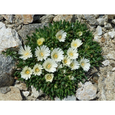 levandule-online.cz Delosperma - Kosmatec White nugget – Hledejceny.cz