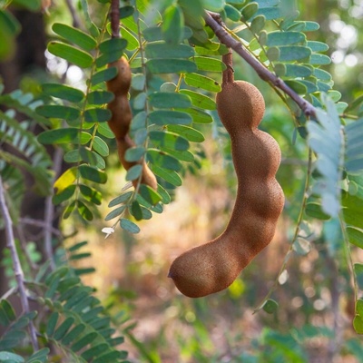 Tamarind indický Tamarindus indica semienka tamarindu 5 ks