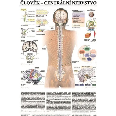 Scientia - Centrální nervstvo, 67 x 96 cm – Hledejceny.cz