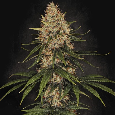 Paradise Seeds Space Cookies semienka neobsahujú THC 5 ks
