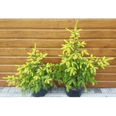Smrek omorikový (Picea omorika ´Aurea´) veľkosť 45-65cm
