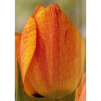 GUDOSHNIK RUDO-ŽLUTÝ TULIPÁN cibulek v jednom 25 ks