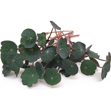 Tiny Greens Červená lichořeřišnice Crimson BIO semínka na klíčení a microgreens Množství: 100 g