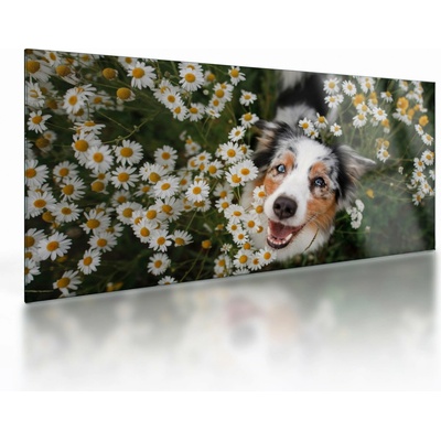 Sklenený obraz - Austrálsky ovčiak, jednodielne 100x50 cm na skle