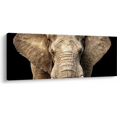 Obraz - Slon africký, jednodielne 100x40 cm