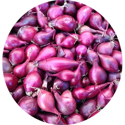 SimonSeed Cibuľa sadzačka Red Baron 8-21 mm 0,25 kg