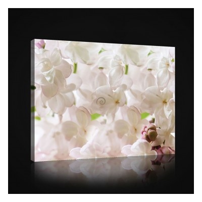 Obraz na plátne obdĺžník - OB0984 - Biele kvety 60cm x 40cm - O4