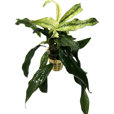 Anubias barteri glabra Variegated XL