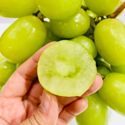 Vinič Autumn Crisp bezsemenné vrúbľované na podpníku RU-140 dvojročná sadenica.