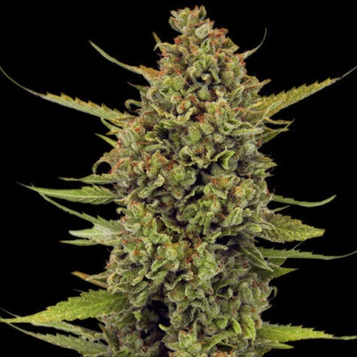 Barney´s Farm Acapulco Gold regular semienka neobsahujú THC 10 ks