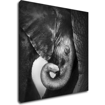 Impresi Obraz Slon černobílý - 70 x 70 cm