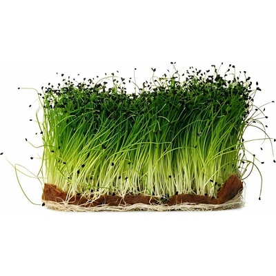 SEMO Cibule kuchyňská Globo semínka na klíčení pro pěstování microgreens 100 g