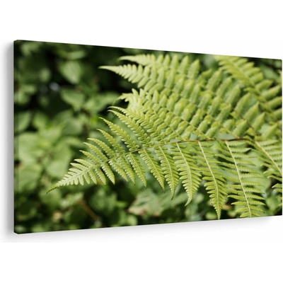 Obraz - Kapradinový list, jednodílný 150x100 cm – Hledejceny.cz