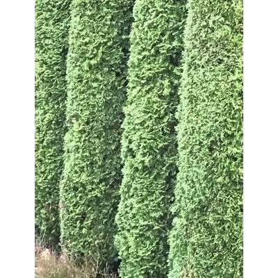 Tuja FloraSelf thuja occidentalis 'Smaragd' 80-100 cm v kvetináči Click