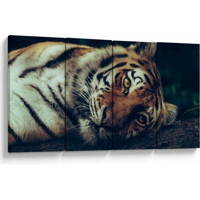 Obraz - Tygr Sibiřský, Čtyřdílný 160x80 cm – Hledejceny.cz