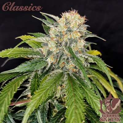 Buddha Seeds Skunk semienka neobsahujú THC 1 ks