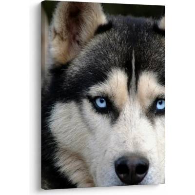 Obraz psa husky, jednodielny 50x70 cm