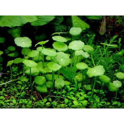 Hydrocotyle vulgaris Pennywort 5,5 cm