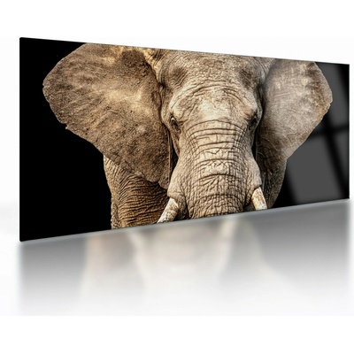 Sklenený obraz - Slon africký, jednodielne 100x50 cm na skle