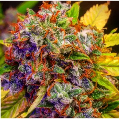 B-S-B Genetics Diablo XL Auto semienka neobsahujú THC 10 ks