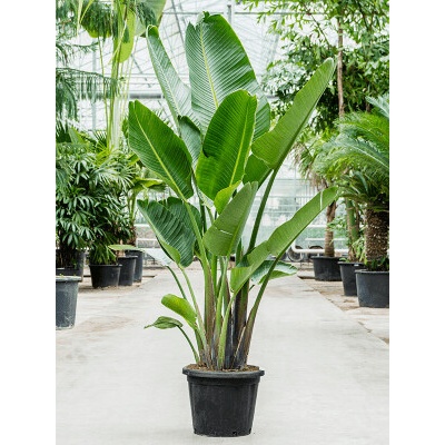 Strelitzia nicolai 48x220 cm