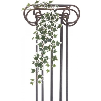 Holandský divoký břečťan trs střední, 70 cm