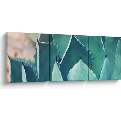 Obraz - Sukulent, trojdielne 120x40 cm