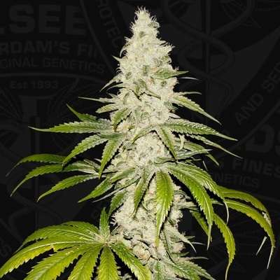 T.H. Seeds Mont Blanc semienka neobsahujú THC 6 ks