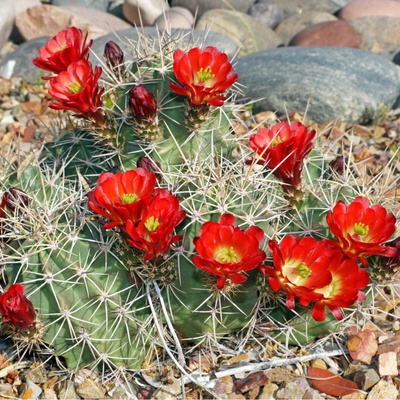 Semená kaktusov Echinocereus triglochidiatus 8 ks