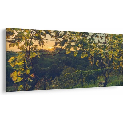 Obraz - Vinice, jednodielne 250x125 cm