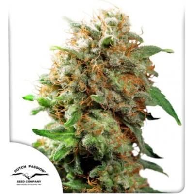 Dutch Passion Mazar semienka neobsahujú THC 100 ks