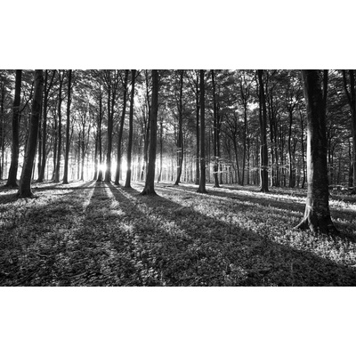 Preinterier FT4653 Fototapeta na stenu Les - čiernobiely vlies 104cm x 70cm