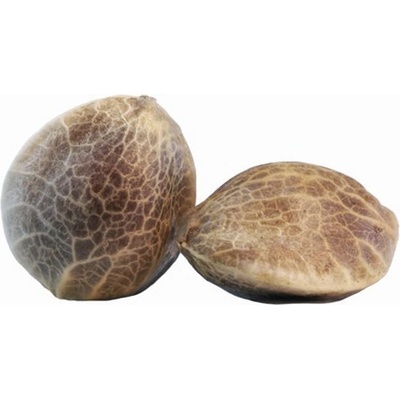 Sensi Seeds Super Skunk semienka neobsahujú THC 10 ks