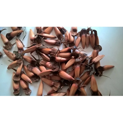 Araukária andská (Araucaria araucana) 9ks semien