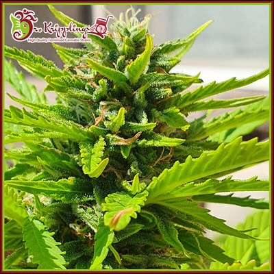 Dr. Krippling Seeds Banana Kick Auto semienka neobsahujú THC 1 ks