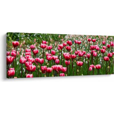 Obraz tulipánov, jednodielne 145x58 cm