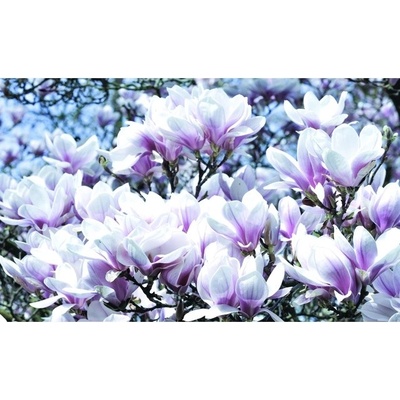Preinterier FT2981 Fototapeta na stenu Kvitnúce magnólie vlies 104cm x 70cm