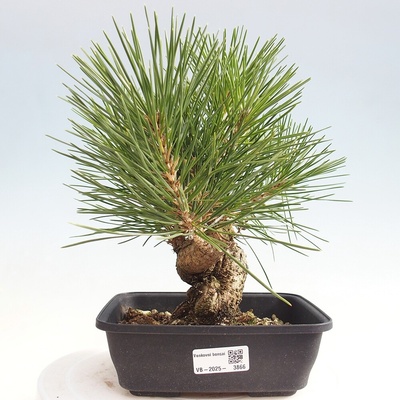 e-bonsai Venkovní bonsai - Pinus thunbergii - Borovice thunbergova – Hledejceny.cz