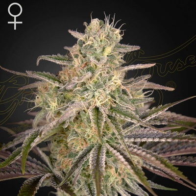Green House Seed Cloud Walker semienka neobsahujú THC 1 + 1 ks