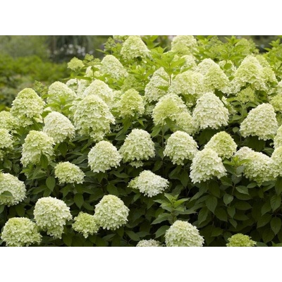 Hortenzia metlinatá Limelight, výška 20-40 cm, kvetináč 2 l