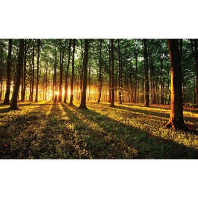 Preinterier FT4650 Fototapeta na stenu Les vlies 104cm x 70cm