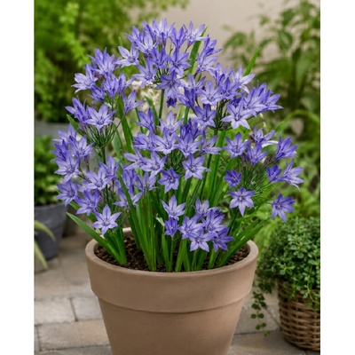 Triteleia 'Queen Fabiola' 5 ks