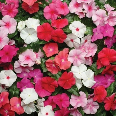Katarant Volcano Mix F1 Catharanthus roseus semená zimozeleň 30 ks