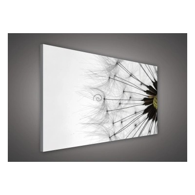 Obraz na plátne obdĺžník - OB1067 - Púpava 100cm x 75cm - O1