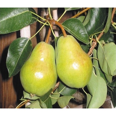 Hrušeň BIO terasová FloraSelf Bio Pyrus communis 'Williams' 60-80 cm květináč 5 l