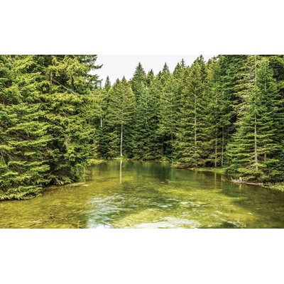Preinterier FT4596 Fototapeta na stenu Les vlies 104cm x 70cm