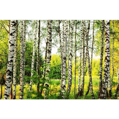 Dimex MS-5-0094 vliesová fototapeta rozměry 375 x 250 cm