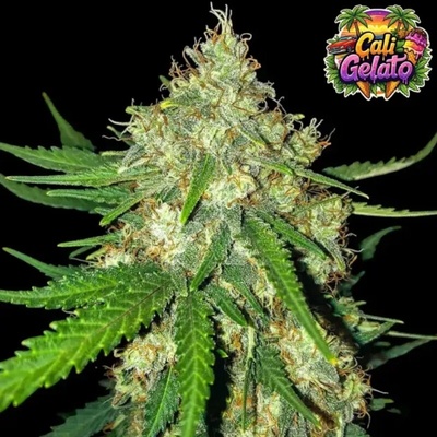 Ganja Farmer Cali Gelato Auto semienka neobsahujú THC 5 ks