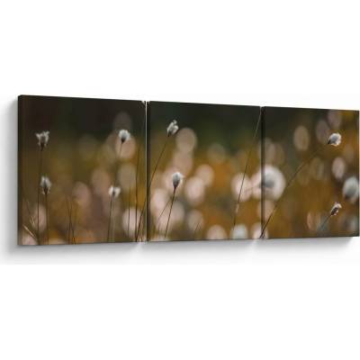 Obraz - Lúka s cottongrass N⁰2, trojdielne 90x30 cm